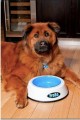 FroBo Chilled Pet Bowl