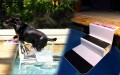 Pool Pup Steps